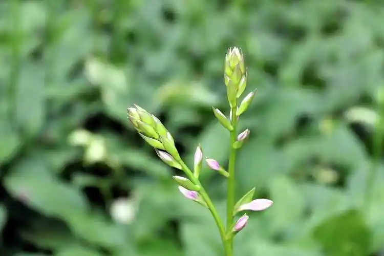 p>紫萼香茶菜(学名: i>isodon /i>  i>forrestii /i> (diels) kud  )