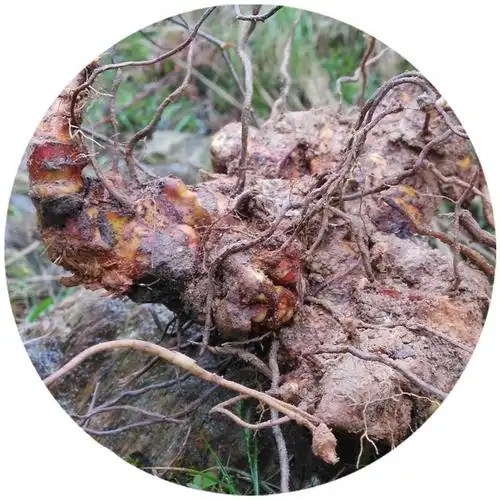 铁菱角(铁菱角泡酒有什么功效)