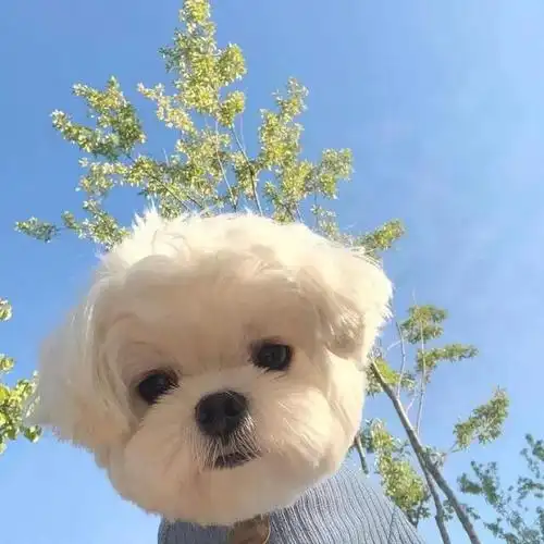 拉尔斯小狗:我是一朵蒲公英,我想飘向大海.