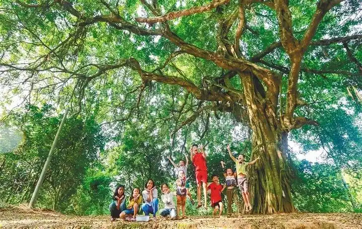 琼岛嘉木葳蕤生香