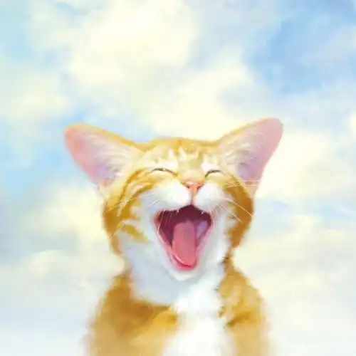 求这张图头像的图片,一只黄色的猫笑起来特别开心的.