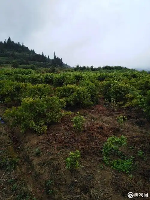 杨梅树25公分东魁乌梅