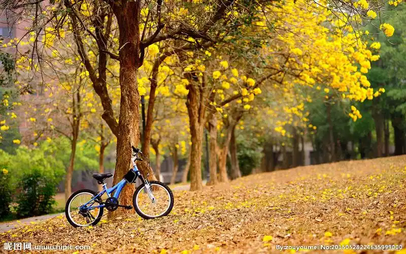 唯美自行车风景图片