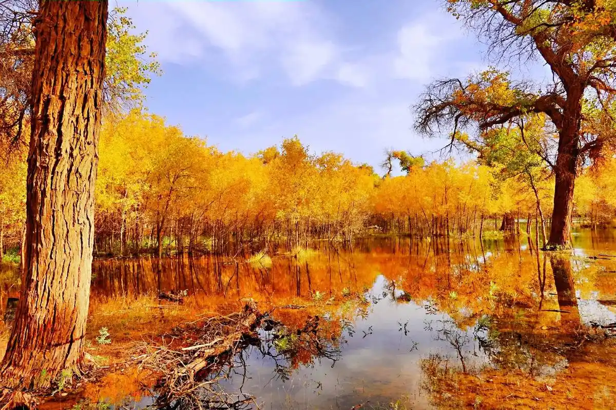 还有蒙餐,羊肉,沙漠,草原,成吉思 - 抖音