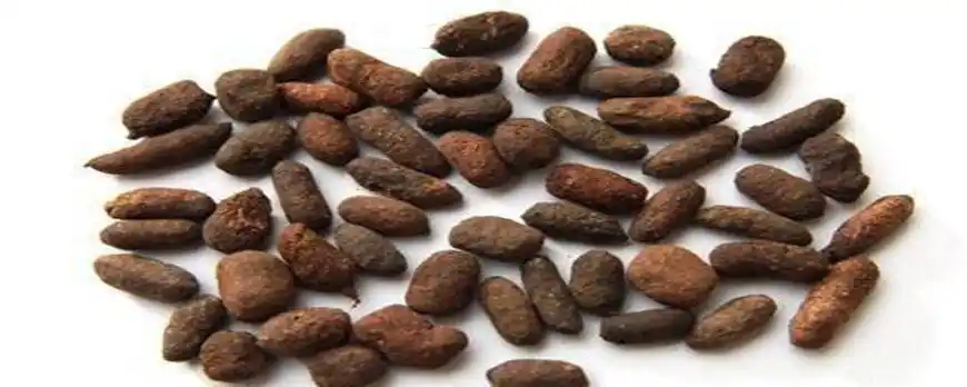 蝙蝠粪便是什么中药