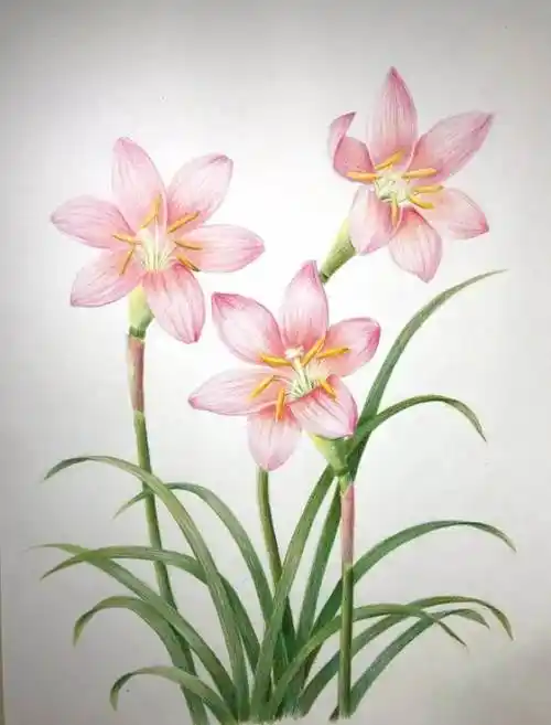 唯美花的画画作品 8月最新美丽的花绘画作品