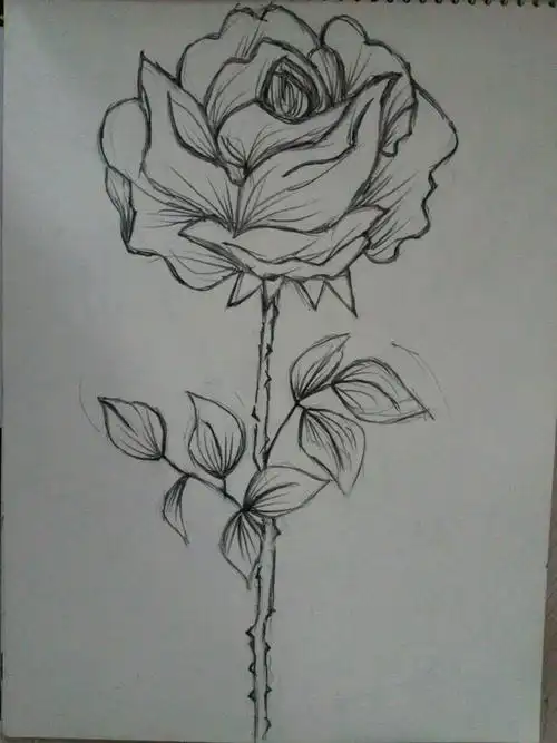 花画画图片大全图片 视频_手机壁纸_电脑壁纸_桌面壁纸【图客网】