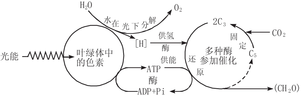 关注教学细节_构建高效课堂_光合作用的过程_难点教学策略_唐晓冰