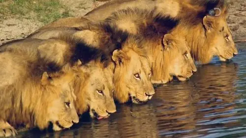 看了坏男孩联盟纪录片后 让人浮想联翩 原来狮子们的情意可以这么深厚
