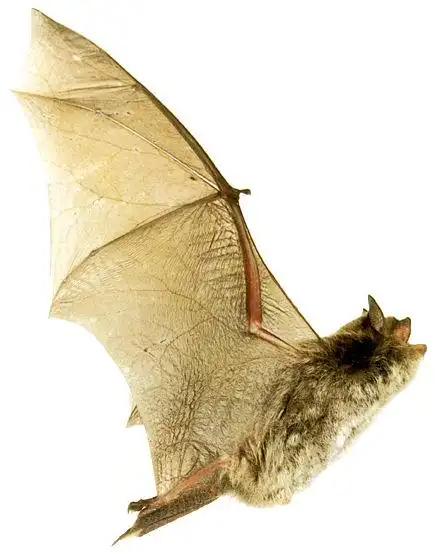 基蒂氏猪鼻蝙蝠图