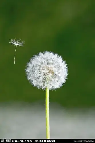 蒲公英图片