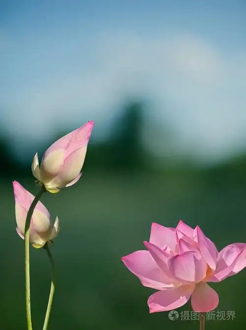 莲花水生植物区系照片-正版商用图片0c29lc-摄图新视界