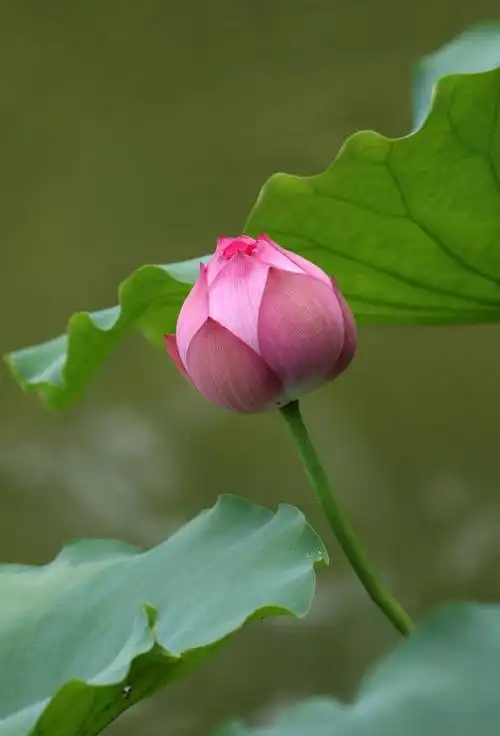 夏天唯美文案句子文案分享45句 - 宝贝文学网