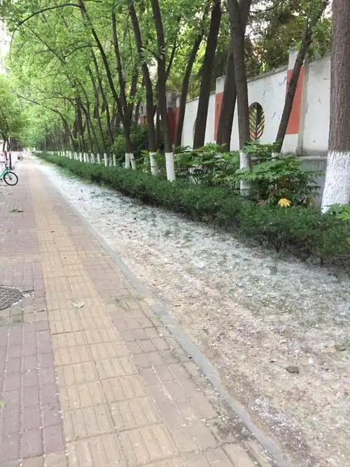 合肥街头杨柳飞絮烦人为何不砍掉官方正式回应