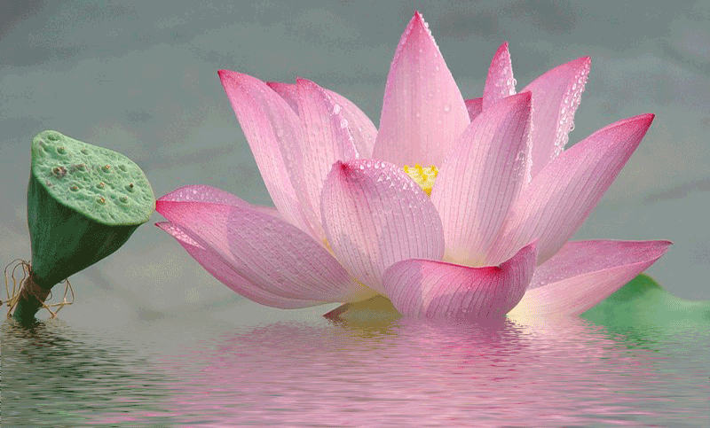 800_483gif 动态图 动图