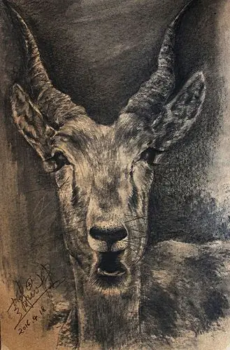 《羚羊》 2016年 纸面素描 44*28cm