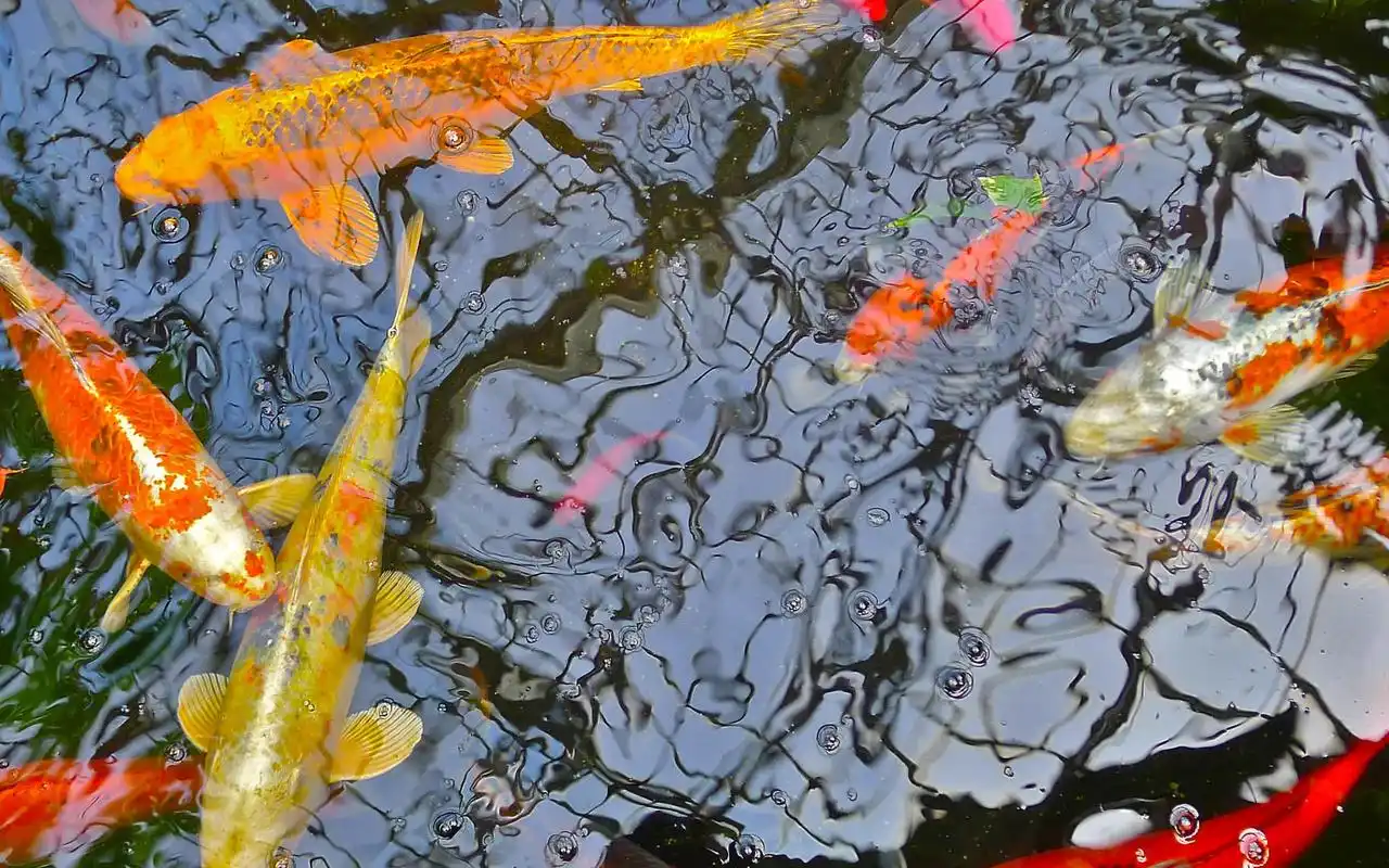 五彩缤纷鱼类高清壁纸