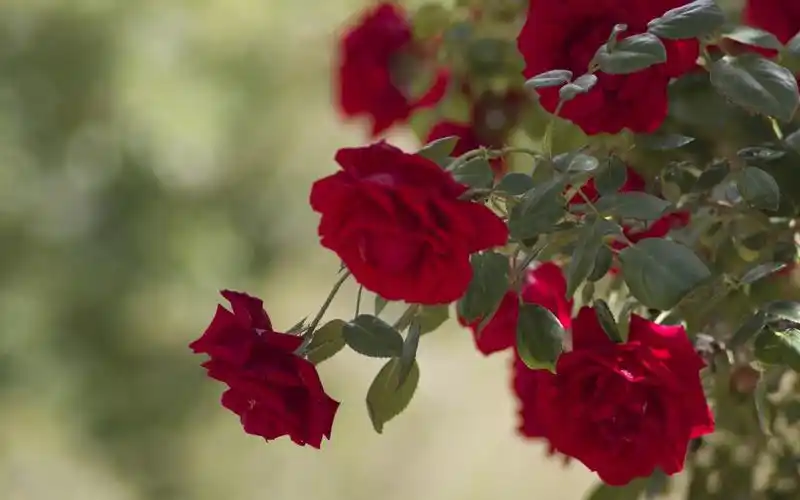 玫瑰,壁纸,自然,自然风景,壁纸玫瑰壁纸