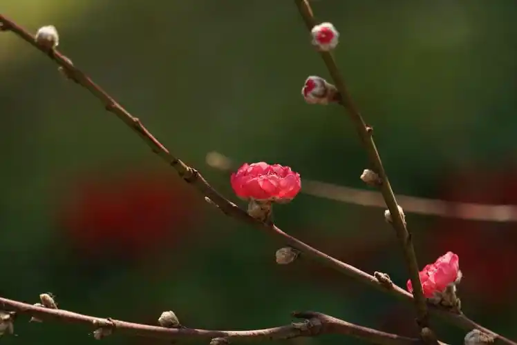 绿萼朱砂送暗香,梅花翘楚谁堪当?