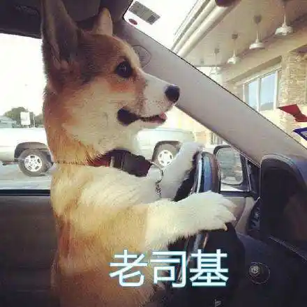 (狗狗开车)