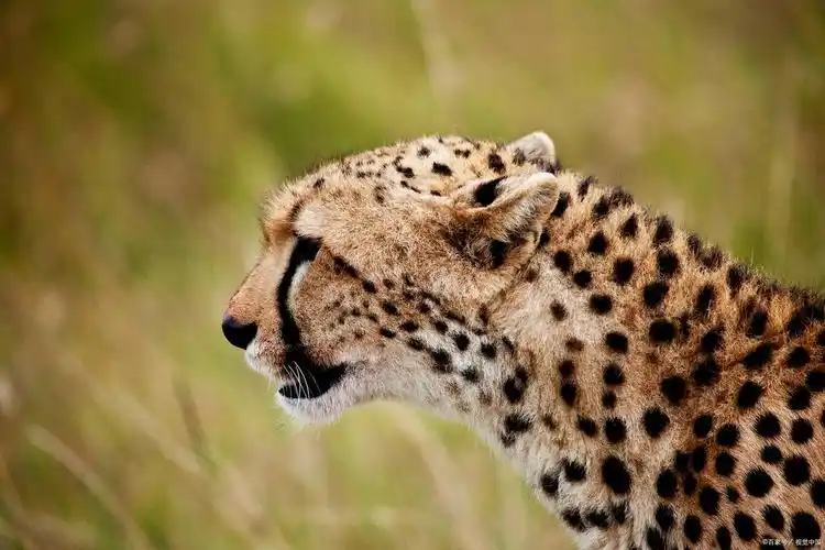 英语单词辨析:"leopard" 和 "cheetah"