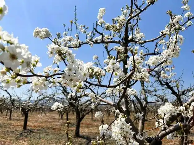 游在云南超浪漫快来赴一场春日梨花之约