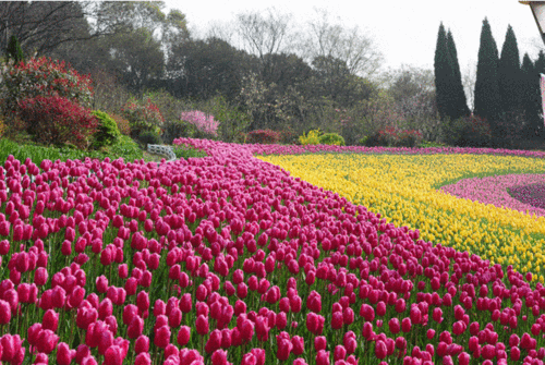 春节期间台商区郁金香花海等你来打卡