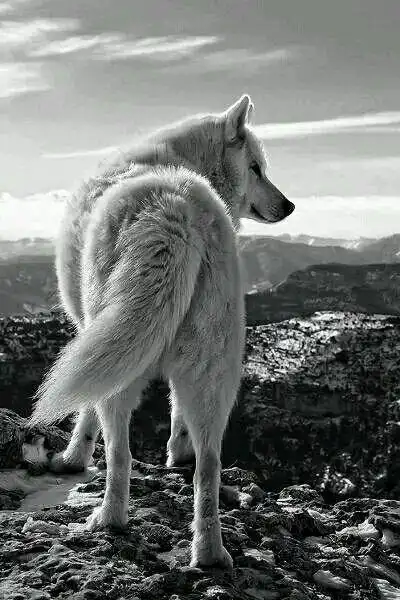 白狼 烈传里"沐浴着月光的银狼"这个描写太杀我,本身也很有孤狼的感觉