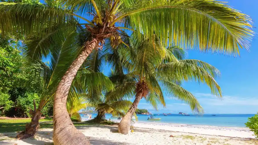 大海椰子树风光图片