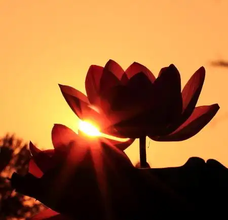 佛光照莲台-一组荷花