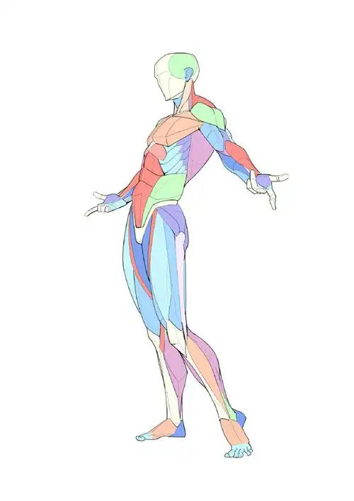 人体肌肉绘画参考  大木画画绘画课堂超话#人体结构##速写##绘画瞬哪