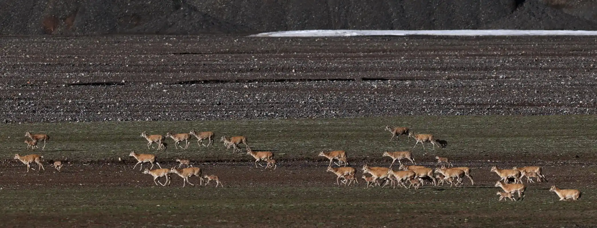 新疆阿尔金山国家级自然保护区藏羚羊进入产羔高峰