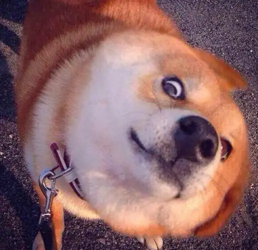 神烦狗 doge 恶搞 _ 表情包积存地 [图片专辑] _ 图片网