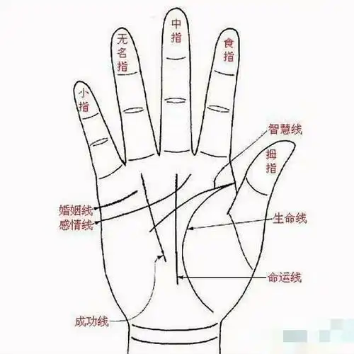 手掌金星丘位置各有一个斗,是怎么回事3,手相中的八大掌丘图解:手掌上