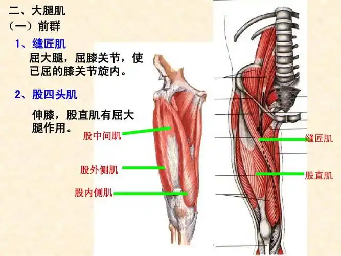 所有分类 自然科学 运动系统解剖实验-骨骼肌-躯干肌ppt 人体解剖学