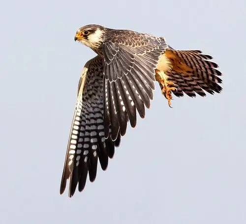 乌梁素海之行燕隼飞翔版