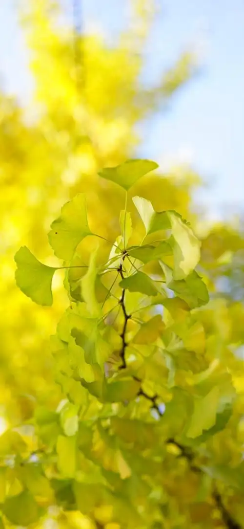 手机壁纸##高清壁纸