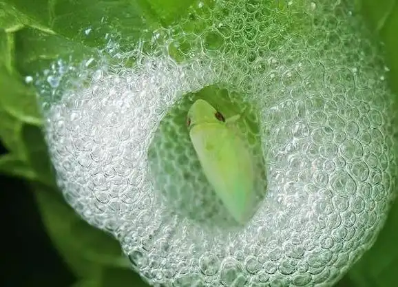 时常会看见路上的职务上有一坨白色的泡沫,这个泡沫就是沫蝉的巢穴.