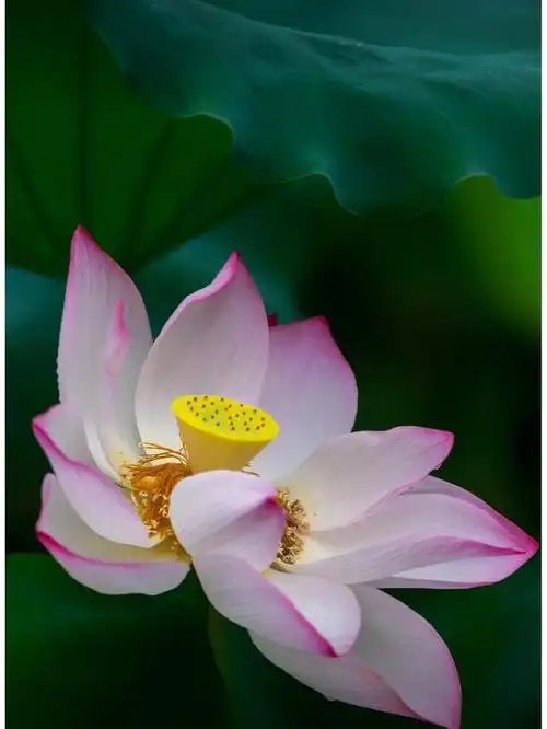 莲花在佛教中代表着许多重要的象征意义,下面我们就