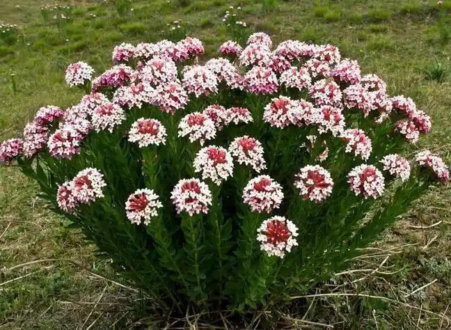 乡村人天天吃的野菜, 治咽喉肿痛和痔疮及毒蛇咬伤|163_手机网易网