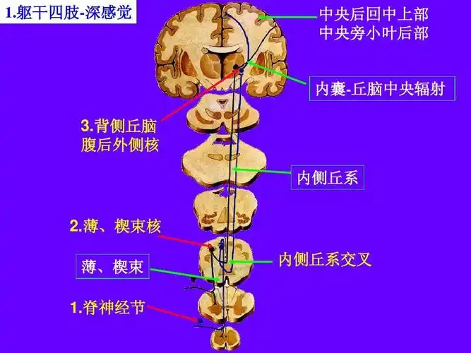躯干四肢深部感觉传导通路