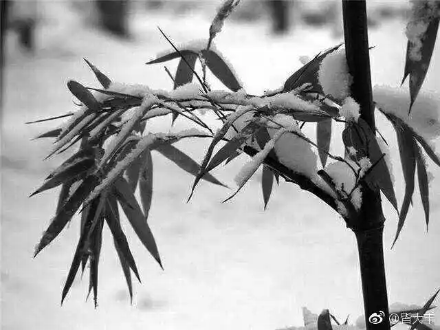 里的雪竹-book-中国绘画名品·第一辑《徐熙雪竹图·文同墨竹图》定价