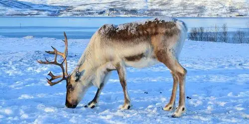 蚂蚁求知百科之北美驯鹿