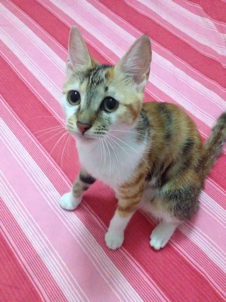 这个是土猫么?有没有名字?