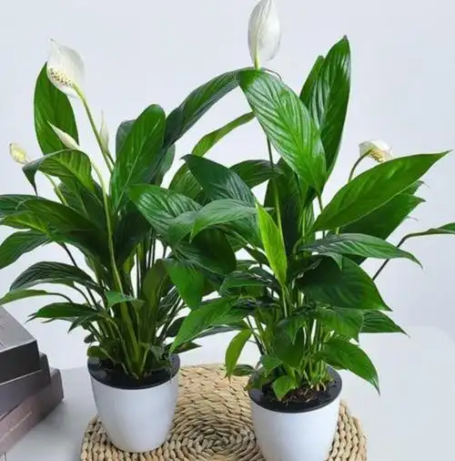 一帆风顺花怎么养(水养一帆风顺花怎么养)