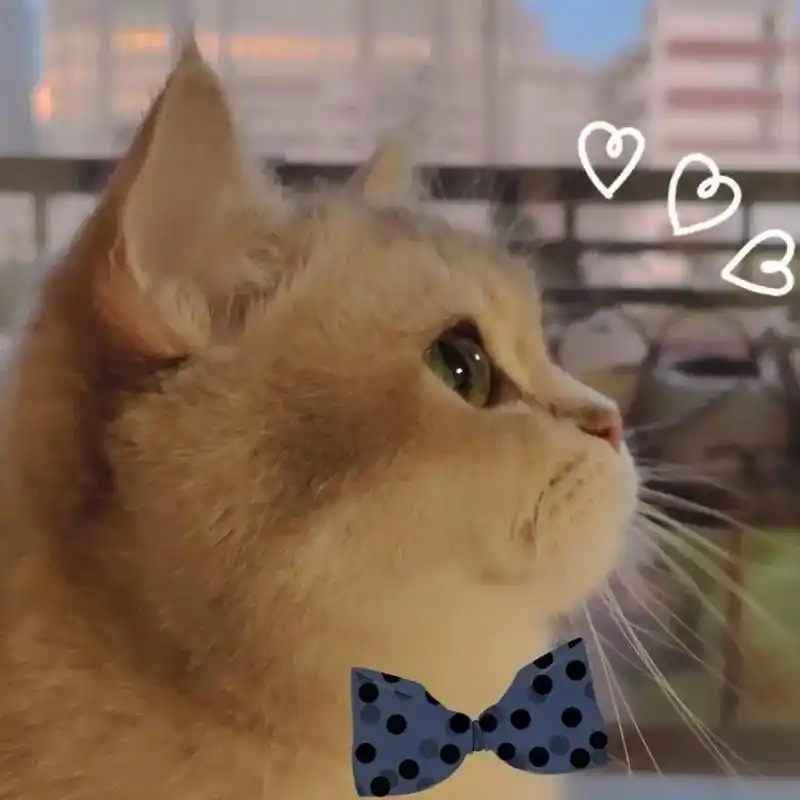 动物的情侣头像好可爱呀啥时候我能用到呢