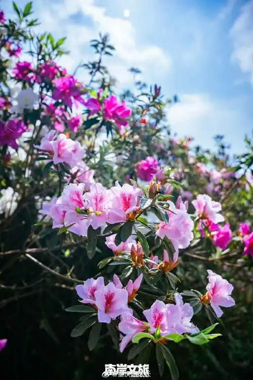 #南山放牛村杜鹃花开#