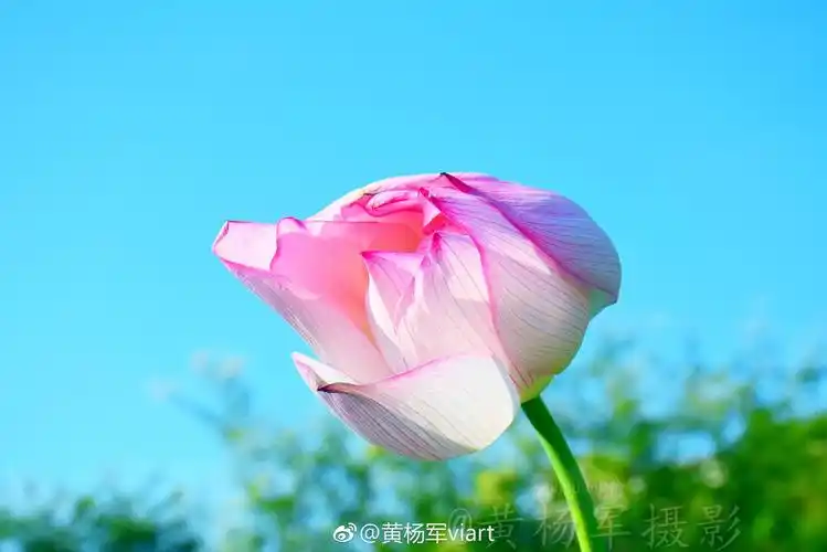 回到那日的错觉,闭上双眼是否又能感觉今年的荷花在片片开放,在蓝天下