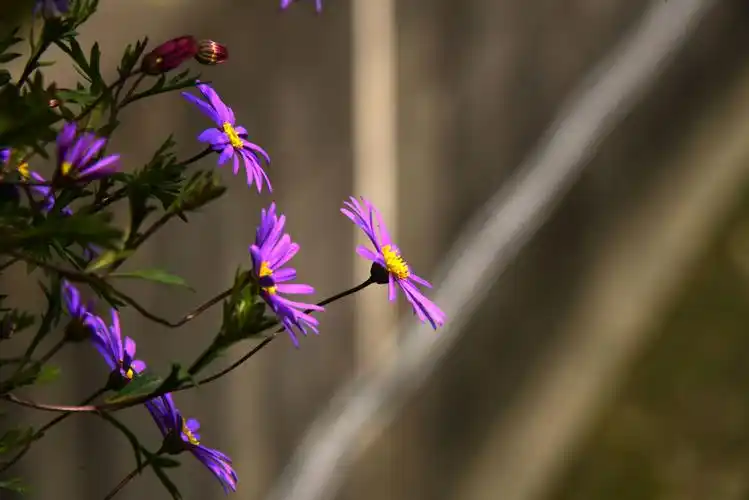 花卉摄影中光的应用