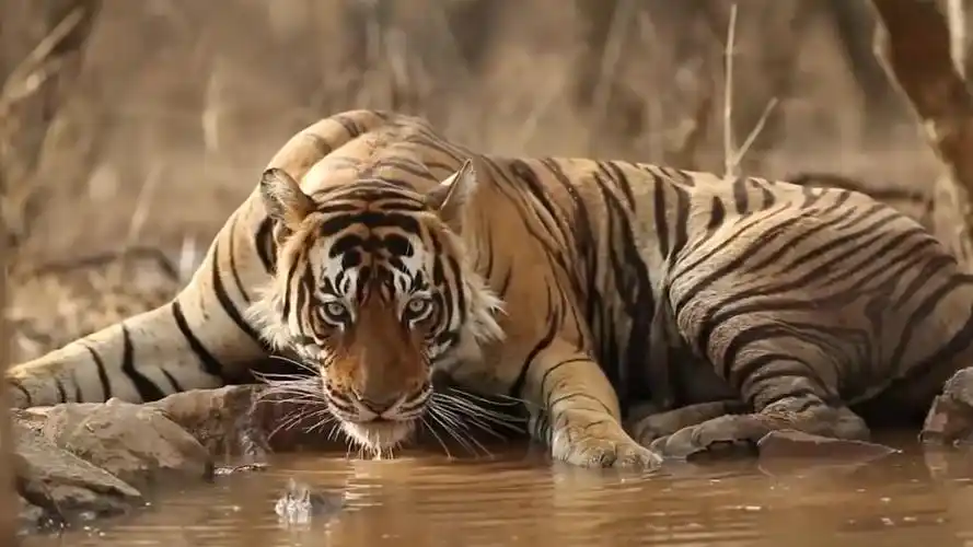 猛虎出没两国,一共吃掉436人,追杀数年,死后发现事实真相!